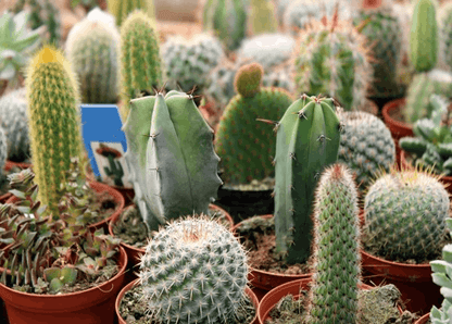 Ornamental Cactus - www.FOP.ae Buy online Best and Healthy Plants and quality products guarantee in Dubai Plants Shop in Dubai Abu Dhabi all over UAE Plants near me Fresh Plants in Dubai where to buy plants in UAE - FOP.ae