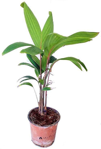 Carpentaria Palm, Carpentaria Acuminata - www.FOP.ae Buy online Best and Healthy Plants and quality products guarantee in Dubai Plants Shop in Dubai Abu Dhabi all over UAE Plants near me Fresh Plants in Dubai where to buy plants in UAE - FOP.ae