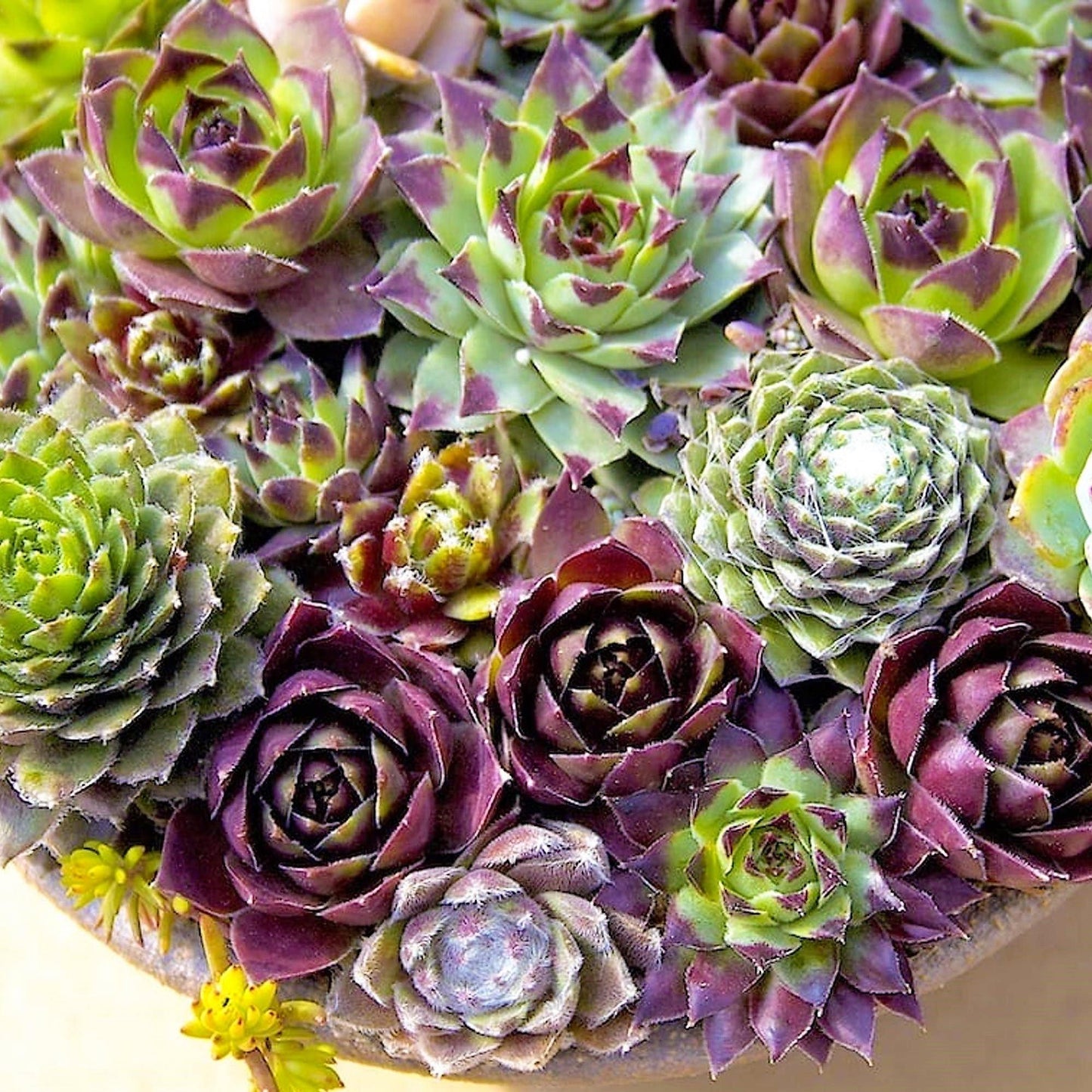 Hens & Chicks, Sempervivum, Houseleeks Mixed - www.FOP.ae Buy online Best and Healthy Plants and quality products guarantee in Dubai Plants Shop in Dubai Abu Dhabi all over UAE Plants near me Fresh Plants in Dubai where to buy plants in UAE - FOP.ae