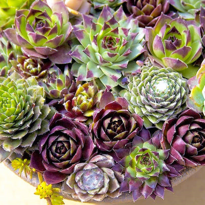 Hens & Chicks, Sempervivum, Houseleeks Mixed - www.FOP.ae Buy online Best and Healthy Plants and quality products guarantee in Dubai Plants Shop in Dubai Abu Dhabi all over UAE Plants near me Fresh Plants in Dubai where to buy plants in UAE - FOP.ae