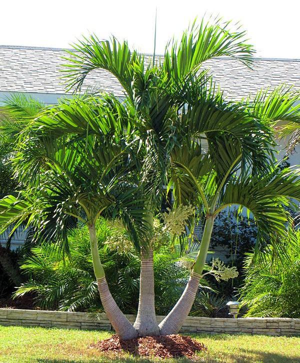 Manila Palm, Veitchia Merrillii - www.FOP.ae Buy online Best and Healthy Plants and quality products guarantee in Dubai Plants Shop in Dubai Abu Dhabi all over UAE Plants near me Fresh Plants in Dubai where to buy plants in UAE - FOP.ae