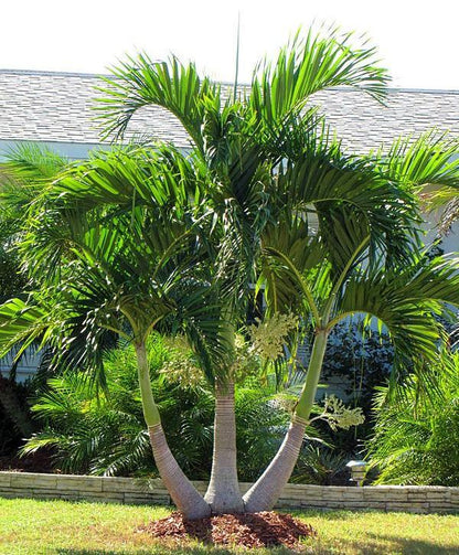 Manila Palm, Veitchia Merrillii - www.FOP.ae Buy online Best and Healthy Plants and quality products guarantee in Dubai Plants Shop in Dubai Abu Dhabi all over UAE Plants near me Fresh Plants in Dubai where to buy plants in UAE - FOP.ae
