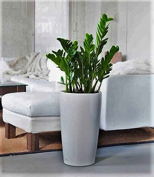ZZ Plant, Zamioculcas Zamiifolia, Zanzibar Gem - www.FOP.ae Buy online Best and Healthy Plants and quality products guarantee in Dubai Plants Shop in Dubai Abu Dhabi all over UAE Plants near me Fresh Plants in Dubai where to buy plants in UAE - FOP.ae