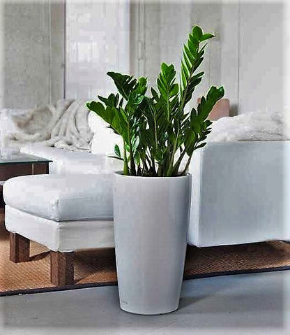 ZZ Plant, Zamioculcas Zamiifolia, Zanzibar Gem - www.FOP.ae Buy online Best and Healthy Plants and quality products guarantee in Dubai Plants Shop in Dubai Abu Dhabi all over UAE Plants near me Fresh Plants in Dubai where to buy plants in UAE - FOP.ae
