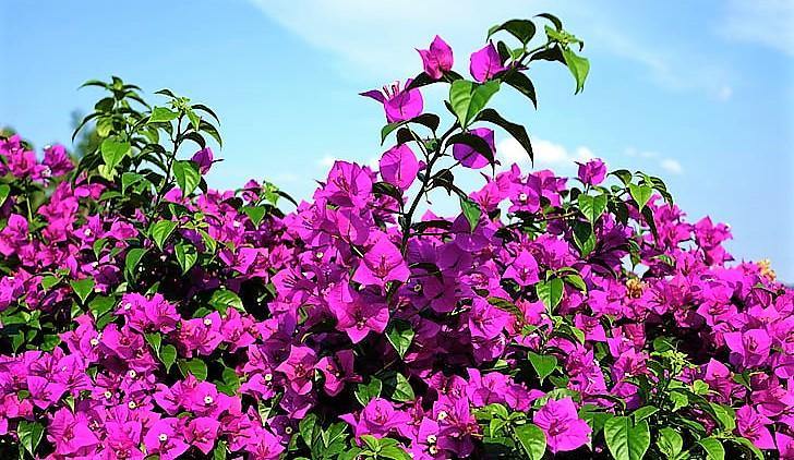 Bougainvillea Alexandra , Purple Paper Flower - www.FOP.ae Buy online Best and Healthy Plants and quality products guarantee in Dubai Plants Shop in Dubai Abu Dhabi all over UAE Plants near me Fresh Plants in Dubai where to buy plants in UAE - FOP.ae
