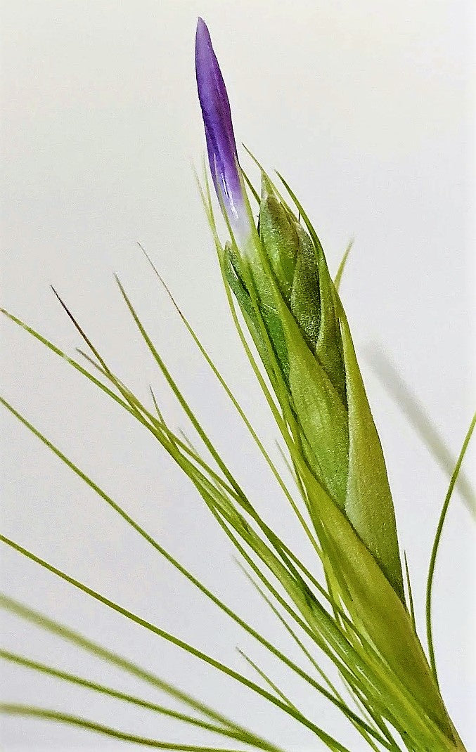 Tillandsia Juncifolia - www.FOP.ae Buy online Best and Healthy Plants and quality products guarantee in Dubai Plants Shop in Dubai Abu Dhabi all over UAE Plants near me Fresh Plants in Dubai where to buy plants in UAE - FOP.ae