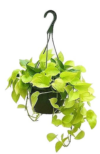 Neon Pothos - www.FOP.ae Buy online Best and Healthy Plants and quality products guarantee in Dubai Plants Shop in Dubai Abu Dhabi all over UAE Plants near me Fresh Plants in Dubai where to buy plants in UAE - FOP.ae