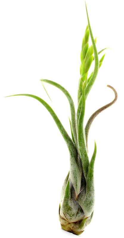 Tillandsia Caput-Medusae - www.FOP.ae Buy online Best and Healthy Plants and quality products guarantee in Dubai Plants Shop in Dubai Abu Dhabi all over UAE Plants near me Fresh Plants in Dubai where to buy plants in UAE - FOP.ae