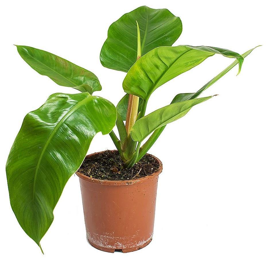 Philodendron Imperial Green - www.FOP.ae Buy online Best and Healthy Plants and quality products guarantee in Dubai Plants Shop in Dubai Abu Dhabi all over UAE Plants near me Fresh Plants in Dubai where to buy plants in UAE - FOP.ae