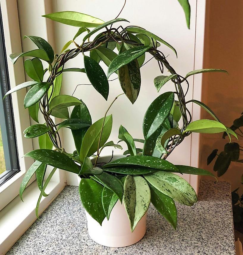 Hoya Publicalyx - www.FOP.ae Buy online Best and Healthy Plants and quality products guarantee in Dubai Plants Shop in Dubai Abu Dhabi all over UAE Plants near me Fresh Plants in Dubai where to buy plants in UAE - FOP.ae