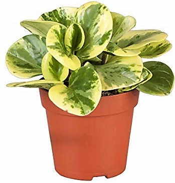 Peperomia marble, Variegated Peperomia - www.FOP.ae Buy online Best and Healthy Plants and quality products guarantee in Dubai Plants Shop in Dubai Abu Dhabi all over UAE Plants near me Fresh Plants in Dubai where to buy plants in UAE - FOP.ae