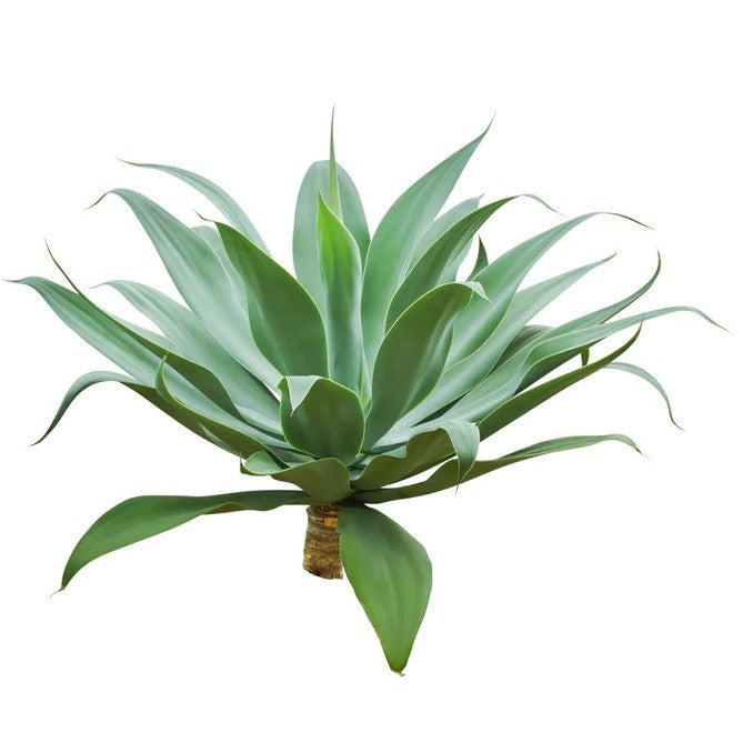  Agave Attenuata, Spineless Century Plant Agave Attenuata, Spineless Century Plant - www.FOP.ae Buy online Best and Healthy Plants and quality products guarantee in Dubai Plants Shop in Dubai Abu Dhabi all over UAE Plants near me Fresh Plants in Dubai