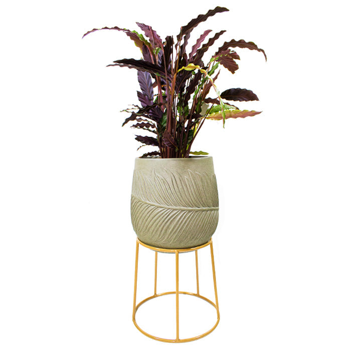 Stand SP E - www.FOP.ae Buy online Best and Healthy Plants and quality products guarantee in Dubai Plants Shop in Dubai Abu Dhabi all over UAE Plants near me Fresh Plants in Dubai where to buy plants in UAE - FOP.ae