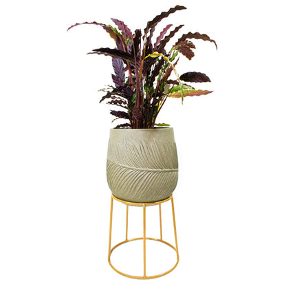 Stand SP E - www.FOP.ae Buy online Best and Healthy Plants and quality products guarantee in Dubai Plants Shop in Dubai Abu Dhabi all over UAE Plants near me Fresh Plants in Dubai where to buy plants in UAE - FOP.ae