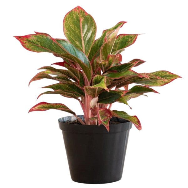  Aglaonema King of Siam - www.FOP.ae Buy online Best and Healthy Plants and quality products guarantee in Dubai Plants Shop in Dubai Abu Dhabi all over UAE Plants near me Fresh Plants in Dubai where to buy plants in UAE - FOP.ae Agave Attenuata, S