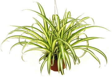 Variegated Spider Plant (Chlorophytum comosum ‘Variegatum’) - www.FOP.ae Buy online Best and Healthy Plants and quality products guarantee in Dubai Plants Shop in Dubai Abu Dhabi all over UAE Plants near me Fresh Plants in Dubai where to buy plants in UAE - FOP.ae