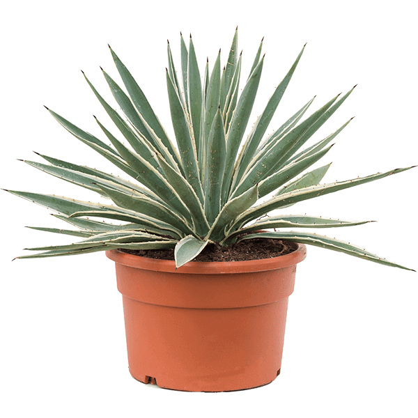 Agave Angustifolia, Caribbean - www.FOP.ae Buy online Best and Healthy Plants and quality products guarantee in Dubai Plants Shop in Dubai Abu Dhabi all over UAE Plants near me Fresh Plants in Dubai where to buy plants in UAE - FOP.ae