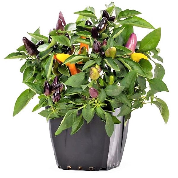 Ornamental pepper plant - www.FOP.ae Buy online Best and Healthy Plants and quality products guarantee in Dubai Plants Shop in Dubai Abu Dhabi all over UAE Plants near me Fresh Plants in Dubai where to buy plants in UAE - FOP.ae