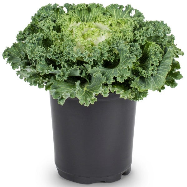 Ornamental Kale, Brassica Oleracea - www.FOP.ae Buy online Best and Healthy Plants and quality products guarantee in Dubai Plants Shop in Dubai Abu Dhabi all over UAE Plants near me Fresh Plants in Dubai where to buy plants in UAE - FOP.ae