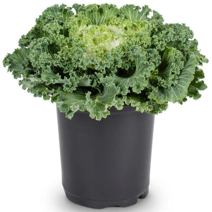 Ornamental Kale, Brassica Oleracea - www.FOP.ae Buy online Best and Healthy Plants and quality products guarantee in Dubai Plants Shop in Dubai Abu Dhabi all over UAE Plants near me Fresh Plants in Dubai where to buy plants in UAE - FOP.ae