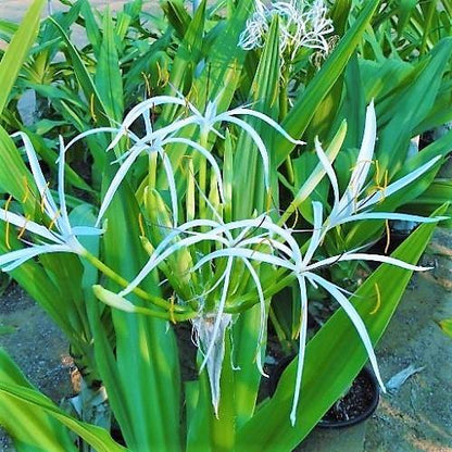 Crinum asiaticum, Spider lily or Seashore lily - www.FOP.ae Buy online Best and Healthy Plants and quality products guarantee in Dubai Plants Shop in Dubai Abu Dhabi all over UAE Plants near me Fresh Plants in Dubai where to buy plants in UAE - FOP.ae