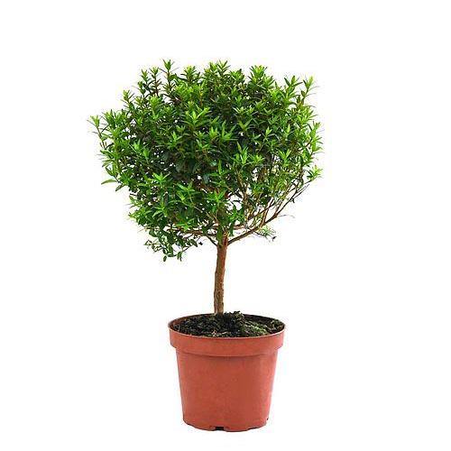 ‎Myrtle, Myrtus Communis - www.FOP.ae Buy online Best and Healthy Plants and quality products guarantee in Dubai Plants Shop in Dubai Abu Dhabi all over UAE Plants near me Fresh Plants in Dubai where to buy plants in UAE - FOP.ae