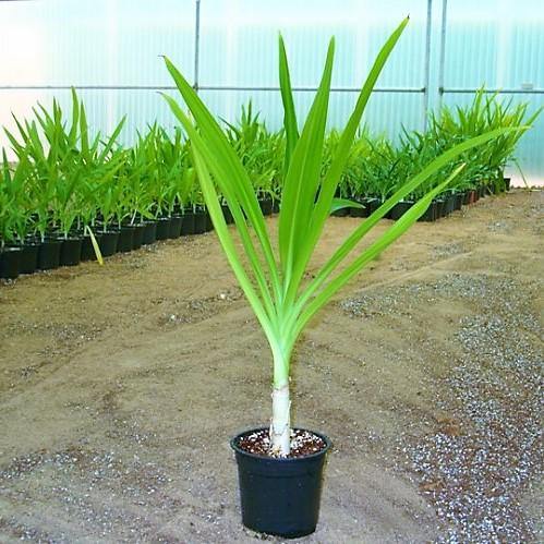 Crinum asiaticum, Spider lily or Seashore lily - www.FOP.ae Buy online Best and Healthy Plants and quality products guarantee in Dubai Plants Shop in Dubai Abu Dhabi all over UAE Plants near me Fresh Plants in Dubai where to buy plants in UAE - FOP.ae