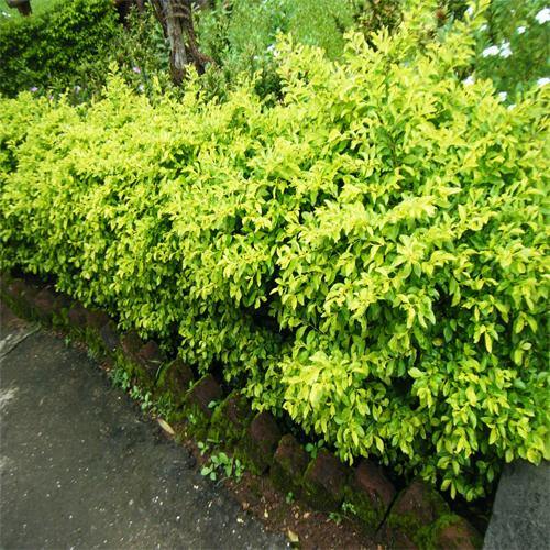 Duranta Repens, Golden Dew Drop, Sky Flower, Pigeon Berry - www.FOP.ae Buy online Best and Healthy Plants and quality products guarantee in Dubai Plants Shop in Dubai Abu Dhabi all over UAE Plants near me Fresh Plants in Dubai where to buy plants in UAE - FOP.ae