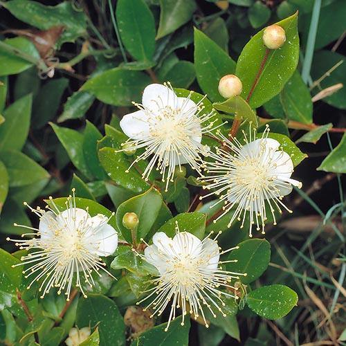 ‎Myrtle, Myrtus Communis - www.FOP.ae Buy online Best and Healthy Plants and quality products guarantee in Dubai Plants Shop in Dubai Abu Dhabi all over UAE Plants near me Fresh Plants in Dubai where to buy plants in UAE - FOP.ae