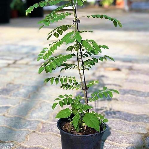 Curry Leaves, Kadi Patta - www.FOP.ae Buy online Best and Healthy Plants and quality products guarantee in Dubai Plants Shop in Dubai Abu Dhabi all over UAE Plants near me Fresh Plants in Dubai where to buy plants in UAE - FOP.ae