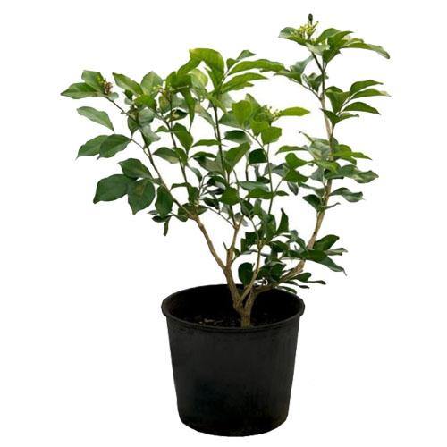 Clerodendrum inerme, Wild Jasmine - www.FOP.ae Buy online Best and Healthy Plants and quality products guarantee in Dubai Plants Shop in Dubai Abu Dhabi all over UAE Plants near me Fresh Plants in Dubai where to buy plants in UAE - FOP.ae