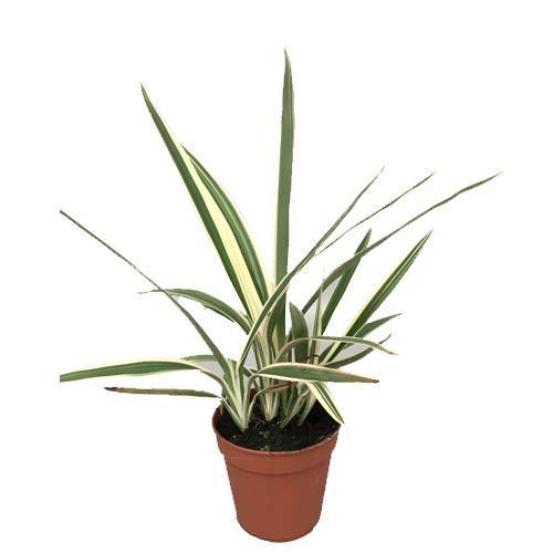 Dianella Tasmanica, Variegata, Tasman Flax-lily - www.FOP.ae Buy online Best and Healthy Plants and quality products guarantee in Dubai Plants Shop in Dubai Abu Dhabi all over UAE Plants near me Fresh Plants in Dubai where to buy plants in UAE - FOP.ae