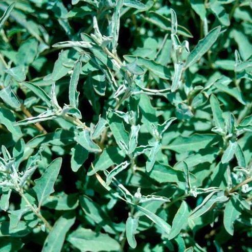 Atriplex semibaccata, Salt Bush - www.FOP.ae Buy online Best and Healthy Plants and quality products guarantee in Dubai Plants Shop in Dubai Abu Dhabi all over UAE Plants near me Fresh Plants in Dubai where to buy plants in UAE - FOP.ae
