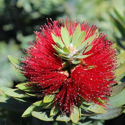 Callistemon Viminalis, Bottle Brush - www.FOP.ae Buy online Best and Healthy Plants and quality products guarantee in Dubai Plants Shop in Dubai Abu Dhabi all over UAE Plants near me Fresh Plants in Dubai where to buy plants in UAE - FOP.ae