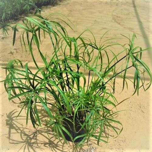 Cyperus Alternifolius, Umbrella Papyrus - www.FOP.ae Buy online Best and Healthy Plants and quality products guarantee in Dubai Plants Shop in Dubai Abu Dhabi all over UAE Plants near me Fresh Plants in Dubai where to buy plants in UAE - FOP.ae