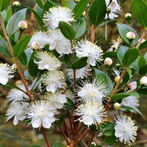‎Myrtle, Myrtus Communis - www.FOP.ae Buy online Best and Healthy Plants and quality products guarantee in Dubai Plants Shop in Dubai Abu Dhabi all over UAE Plants near me Fresh Plants in Dubai where to buy plants in UAE - FOP.ae