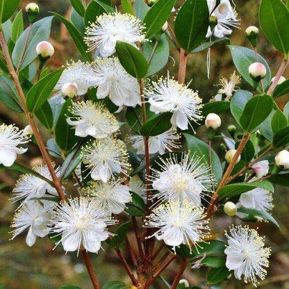 ‎Myrtle, Myrtus Communis - www.FOP.ae Buy online Best and Healthy Plants and quality products guarantee in Dubai Plants Shop in Dubai Abu Dhabi all over UAE Plants near me Fresh Plants in Dubai where to buy plants in UAE - FOP.ae