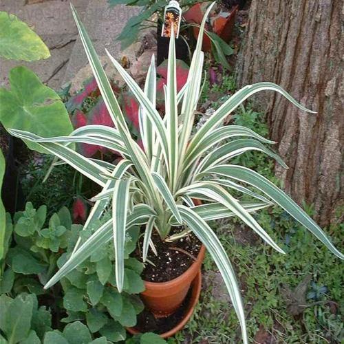 Dianella Tasmanica, Variegata, Tasman Flax-lily - www.FOP.ae Buy online Best and Healthy Plants and quality products guarantee in Dubai Plants Shop in Dubai Abu Dhabi all over UAE Plants near me Fresh Plants in Dubai where to buy plants in UAE - FOP.ae