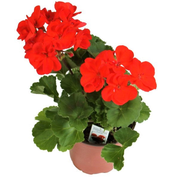 Geranium, Crane’s-Bill - www.FOP.ae Buy online Best and Healthy Plants and quality products guarantee in Dubai Plants Shop in Dubai Abu Dhabi all over UAE Plants near me Fresh Plants in Dubai where to buy plants in UAE - FOP.ae