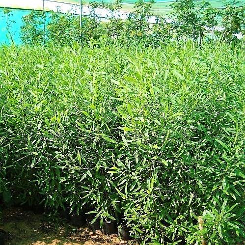 Dodonaea Viscosa, Hopbush - www.FOP.ae Buy online Best and Healthy Plants and quality products guarantee in Dubai Plants Shop in Dubai Abu Dhabi all over UAE Plants near me Fresh Plants in Dubai where to buy plants in UAE - FOP.ae