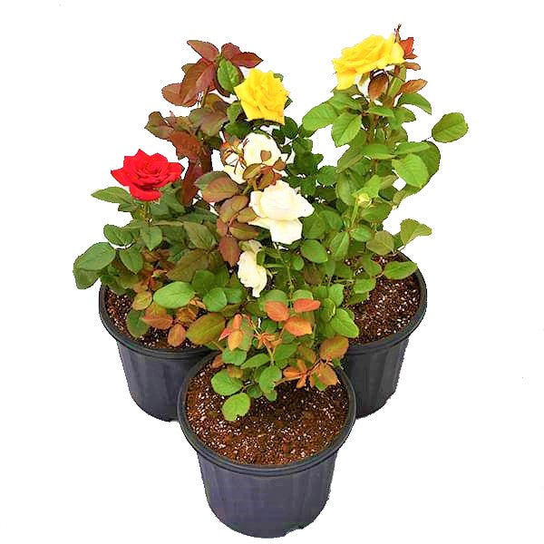 Rose Plant Outdoor - www.FOP.ae Buy online Best and Healthy Plants and quality products guarantee in Dubai Plants Shop in Dubai Abu Dhabi all over UAE Plants near me Fresh Plants in Dubai where to buy plants in UAE - FOP.ae