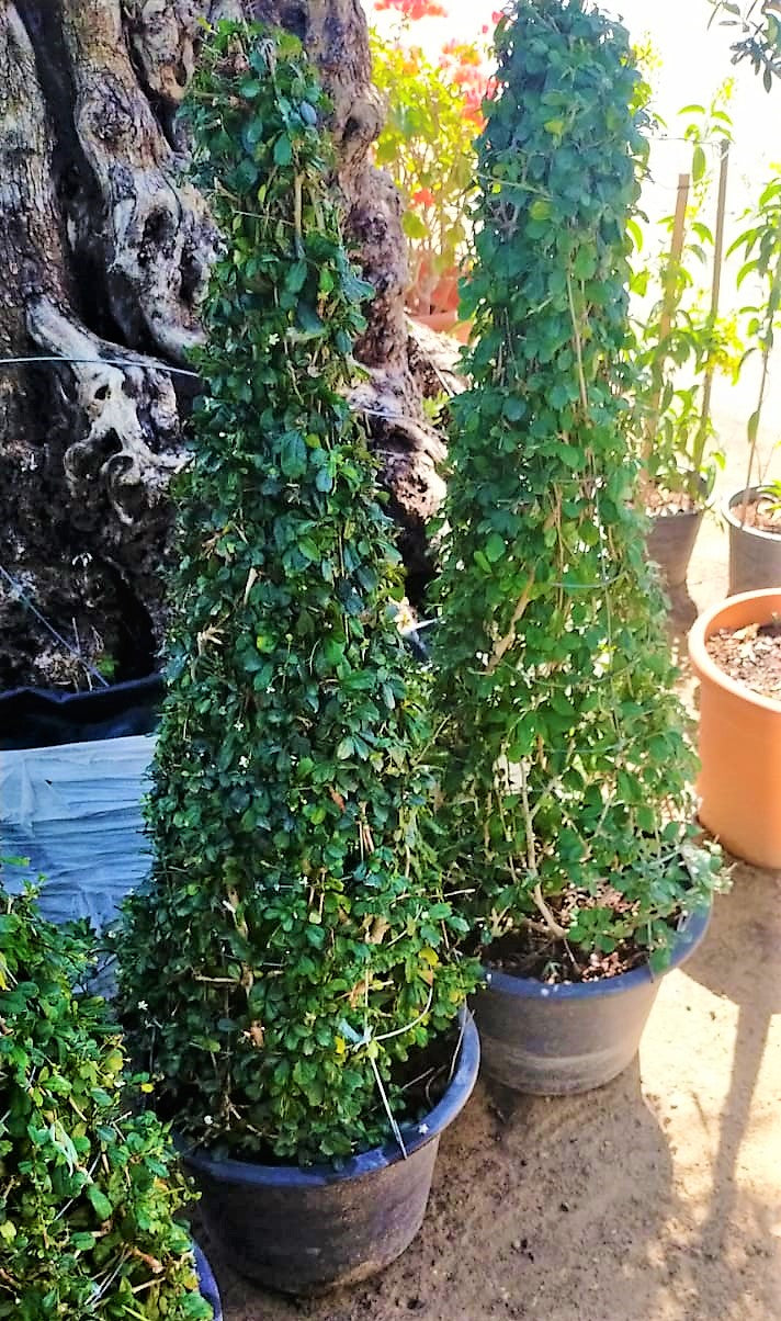 Ehretia Big (Different Shapes) - www.FOP.ae Buy online Best and Healthy Plants and quality products guarantee in Dubai Plants Shop in Dubai Abu Dhabi all over UAE Plants near me Fresh Plants in Dubai where to buy plants in UAE - FOP.ae