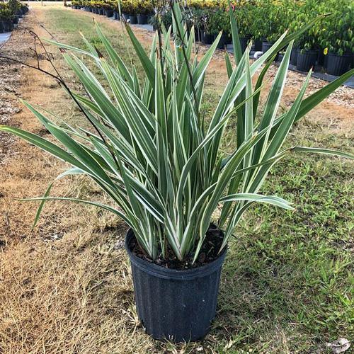 Dianella Tasmanica, Variegata, Tasman Flax-lily - www.FOP.ae Buy online Best and Healthy Plants and quality products guarantee in Dubai Plants Shop in Dubai Abu Dhabi all over UAE Plants near me Fresh Plants in Dubai where to buy plants in UAE - FOP.ae