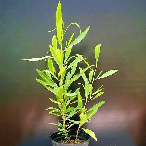 Dodonaea Viscosa, Hopbush - www.FOP.ae Buy online Best and Healthy Plants and quality products guarantee in Dubai Plants Shop in Dubai Abu Dhabi all over UAE Plants near me Fresh Plants in Dubai where to buy plants in UAE - FOP.ae
