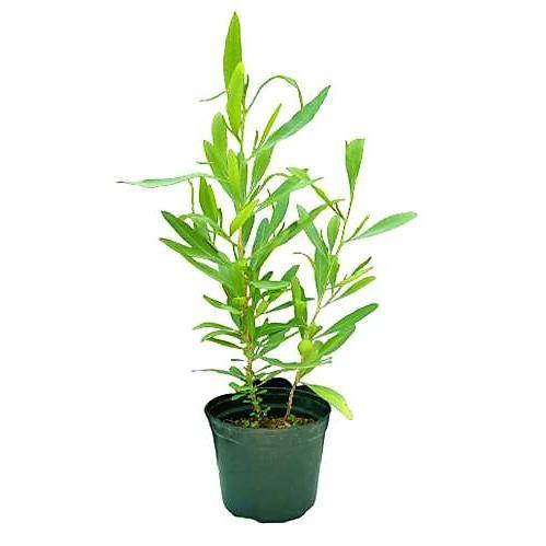 Dodonaea Viscosa, Hopbush - www.FOP.ae Buy online Best and Healthy Plants and quality products guarantee in Dubai Plants Shop in Dubai Abu Dhabi all over UAE Plants near me Fresh Plants in Dubai where to buy plants in UAE - FOP.ae