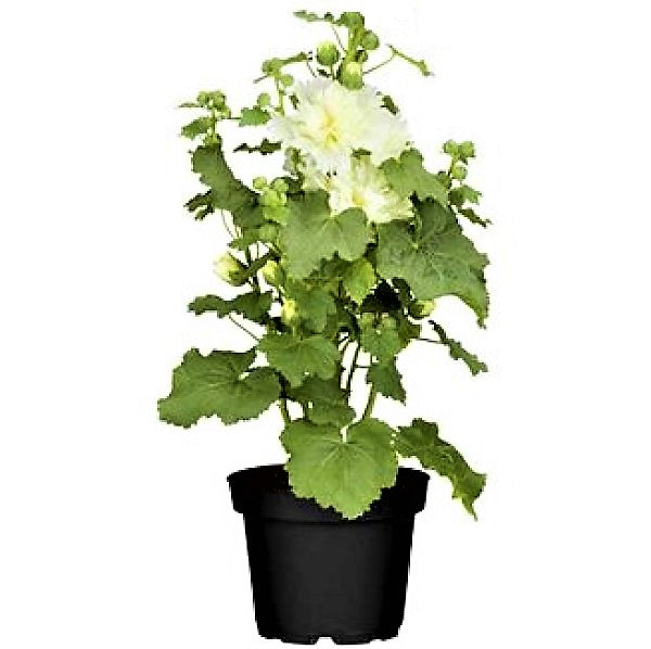 Hollyhocks Flower Plant, Alcea - www.FOP.ae Buy online Best and Healthy Plants and quality products guarantee in Dubai Plants Shop in Dubai Abu Dhabi all over UAE Plants near me Fresh Plants in Dubai where to buy plants in UAE - FOP.ae