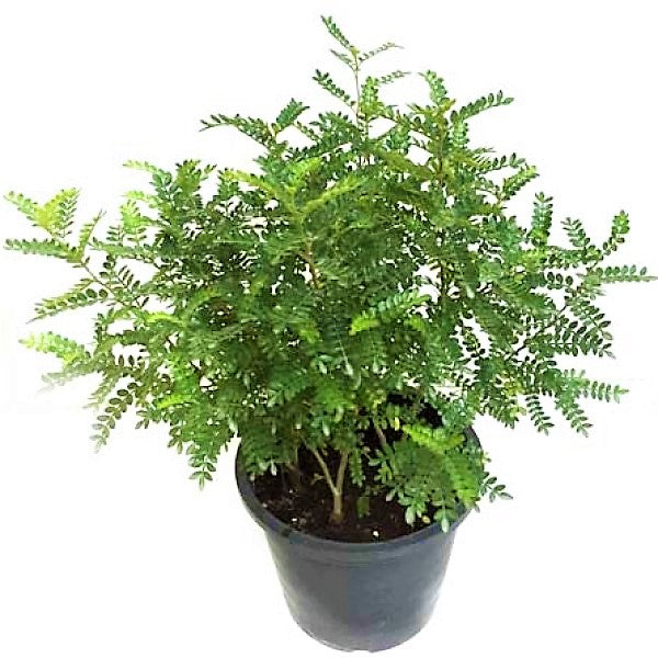 Zanthoxylum Odorum, Lemon Pepper Plant - www.FOP.ae Buy online Best and Healthy Plants and quality products guarantee in Dubai Plants Shop in Dubai Abu Dhabi all over UAE Plants near me Fresh Plants in Dubai where to buy plants in UAE - FOP.ae