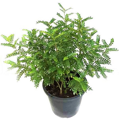 Zanthoxylum Odorum, Lemon Pepper Plant - www.FOP.ae Buy online Best and Healthy Plants and quality products guarantee in Dubai Plants Shop in Dubai Abu Dhabi all over UAE Plants near me Fresh Plants in Dubai where to buy plants in UAE - FOP.ae