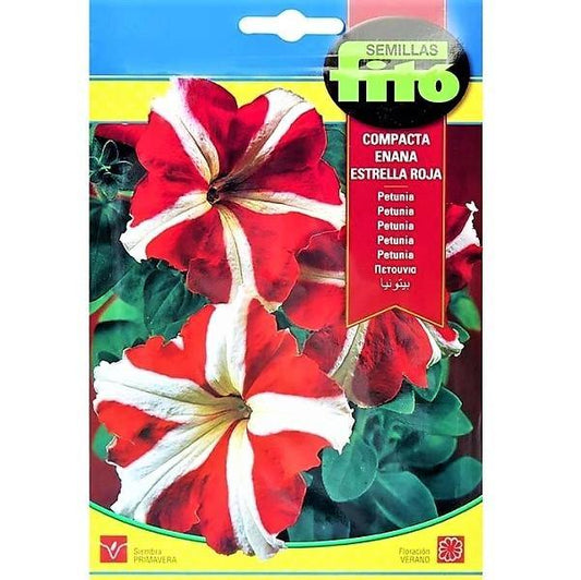 Dwarf Compact Red Star Seeds - www.FOP.ae Buy online Best and Healthy Plants and quality products guarantee in Dubai Plants Shop in Dubai Abu Dhabi all over UAE Plants near me Fresh Plants in Dubai where to buy plants in UAE - FOP.ae