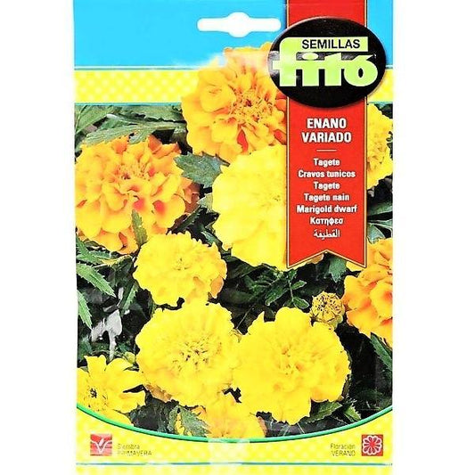 French Marigold Dwarf Mix Seeds - www.FOP.ae Buy online Best and Healthy Plants and quality products guarantee in Dubai Plants Shop in Dubai Abu Dhabi all over UAE Plants near me Fresh Plants in Dubai where to buy plants in UAE - FOP.ae